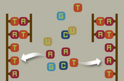 manbet手机版帮助- DNA双螺旋结构游戏