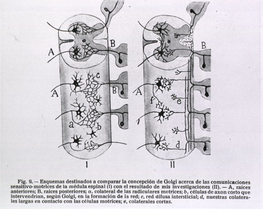 manbet手机版脊髓的示意图说明的部分描述了神经根