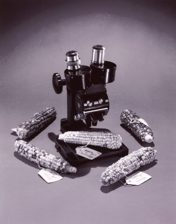 manbet手机版芭芭拉·麦克林托克的五个玉米穗的照片