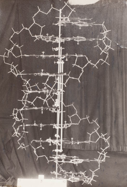 manbet手机版DNA结构的原始模型，1953年