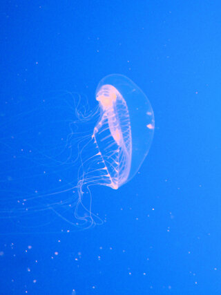 manbet手机版水晶水母(维多利亚Aequorea)，蒙特利湾水族馆，蒙特利，加州，美国