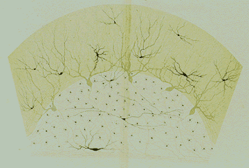 manbet手机版人类小脑皮层由高尔基体(从歌剧Omnia)。