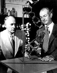 manbet手机版Beadle和Pauling用分子模型。