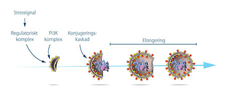 manbet手机版Proteinkomplex formar stegvis auto-fagosomens membran
