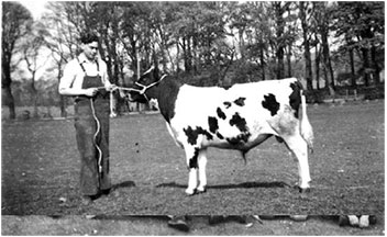 manbet手机版1959年，拴在一头年轻的艾尔郡公牛身上。