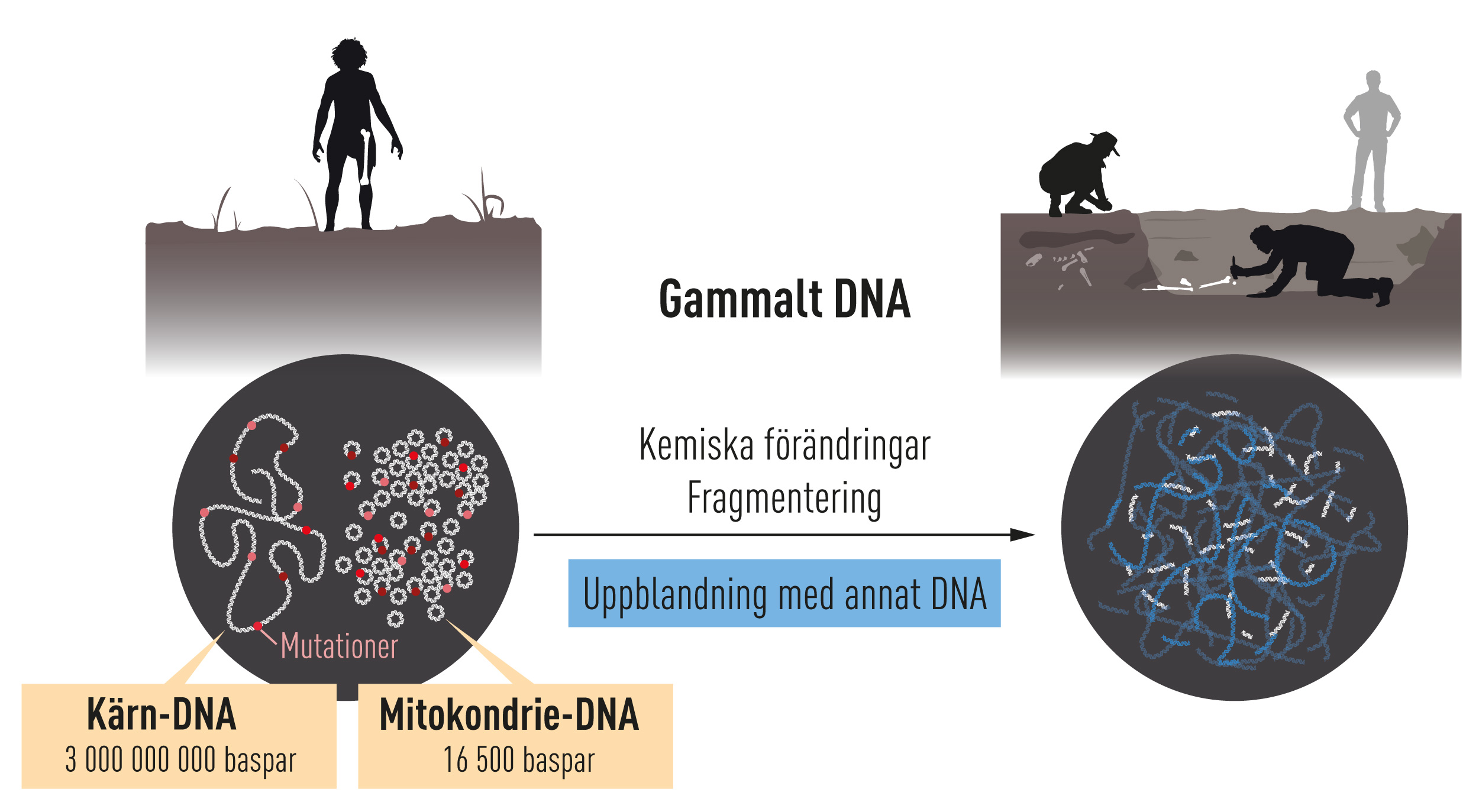 manbet手机版Gammalt DNA